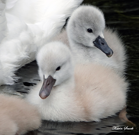 "Two little ones..."