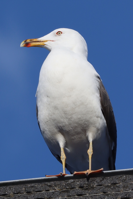 Meeuw op de uitkijk