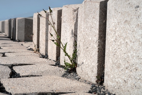 nieuw plantenleven op de nieuwe afsluitdijk 