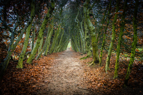 Herfst bij mariendaal