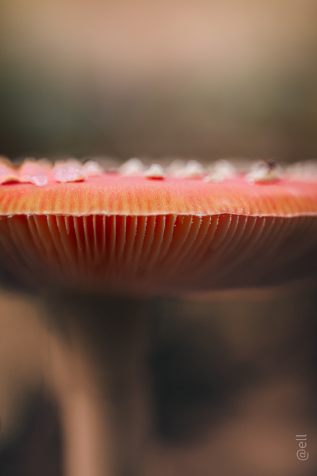 De koningin onder de paddestoelen 