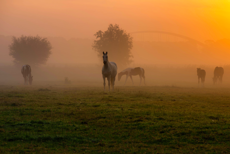 Paarden in mist