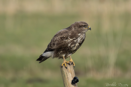 Buizerd