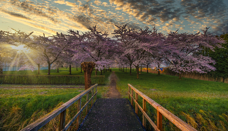 Bloesemparkje in de ochtend zon