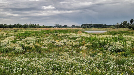 Gendtse Waard Herinrichting