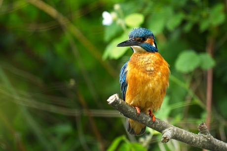 IJsvogel