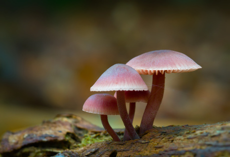 Bloedsteel mycena