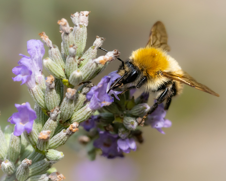 Hommel op lavendel.