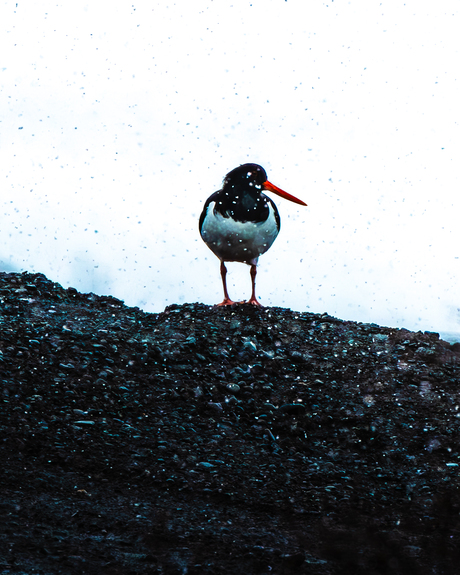 Scholekster in de sneeuw