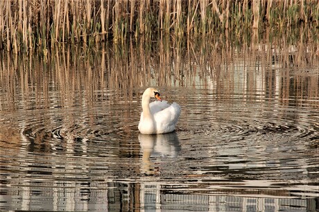 Swanlake