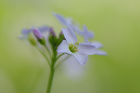 Pinksterbloem - zacht -