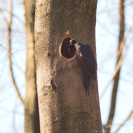 Zwarte Specht