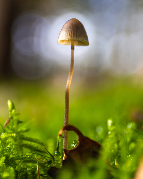 Paddestoel in het licht