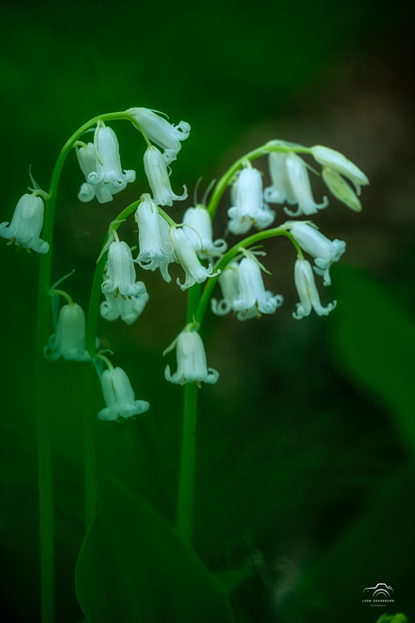 Witte wilde hyacinten
