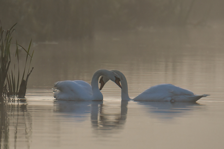 in de mist