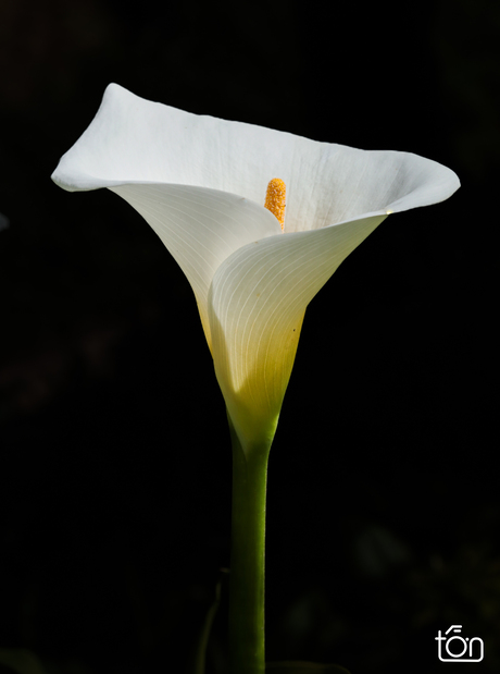 Calla