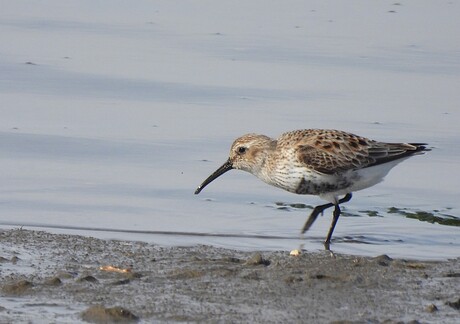 Bonte strandloper