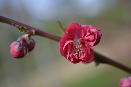 Asserbos, Assen, Nederland