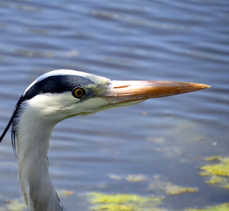 De reiger