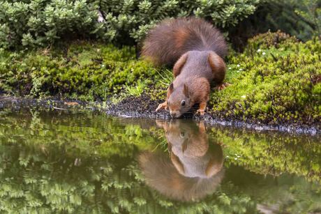 Spiegeltje, wie is het mooiste ?