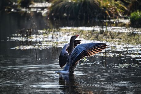 Gans rekt zich uit