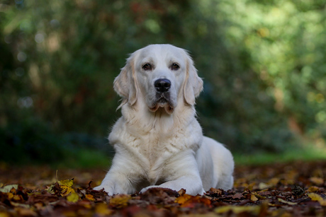 Herfst hond Jade
