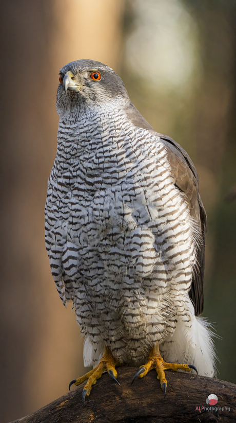 Havik in het bos🦉