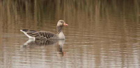 Grauwe Gans