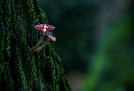 Sprookjes paddenstoelen 