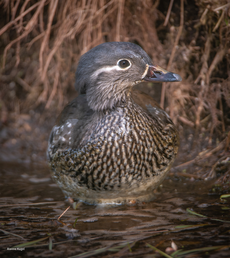 mandarijneend Vrouwtje