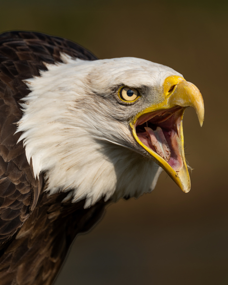 Amerikaanse zeearend