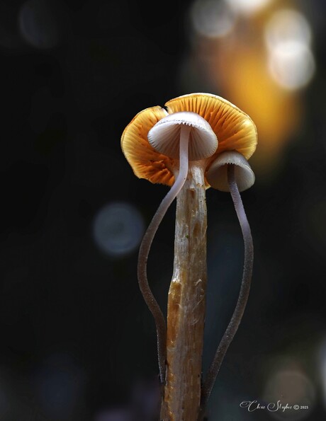 Onder moeders Paraplu