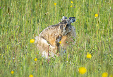 Een haastig handkusje