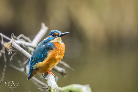 Nog een keer de ijsvogel! 