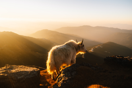 Yak sunrise.