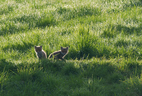 Schattig.