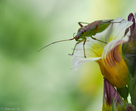 Macro bloem met toevallige voorbijganger