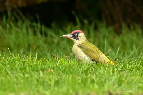 Groene specht 