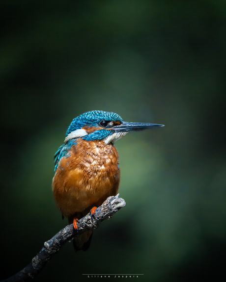 IJsvogel in de spotlight