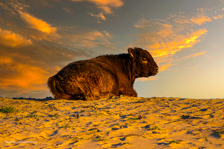 Galloway chillend op een rivierduin 