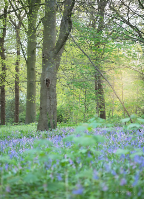 blauwe bos