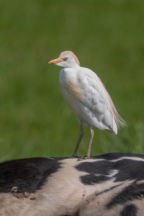 Koe-Reiger