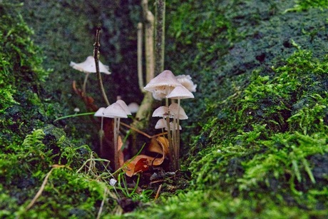 Paddenstoelen