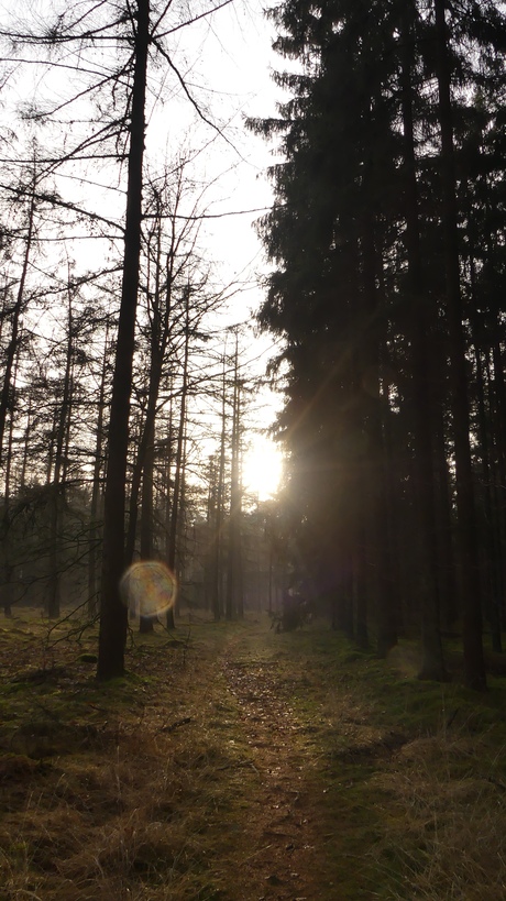 Natuur Ommen