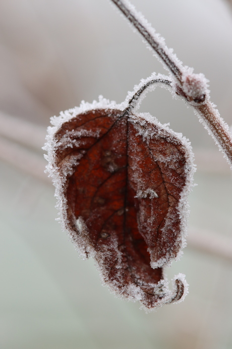 blad in de winter