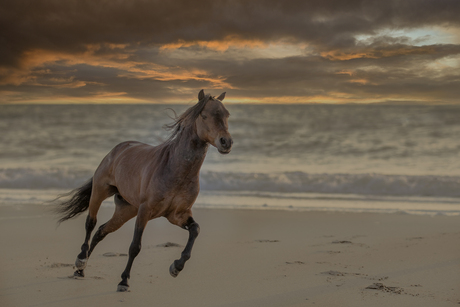 Paard op Strand