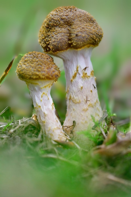 Paddenstoelen 