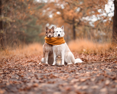Verbonden met elkaar