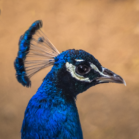 Pauw in het blauw