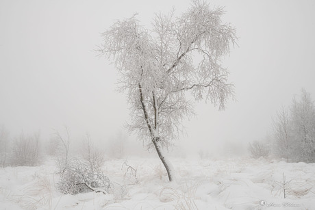 Winterslandschap